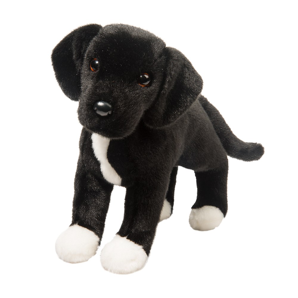 2024.jpg Twister Black Lab/Pit Bull Mix - Image 1